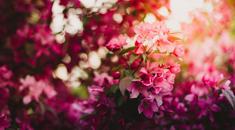 Beautiful pink blossoms in a sunlit garden.